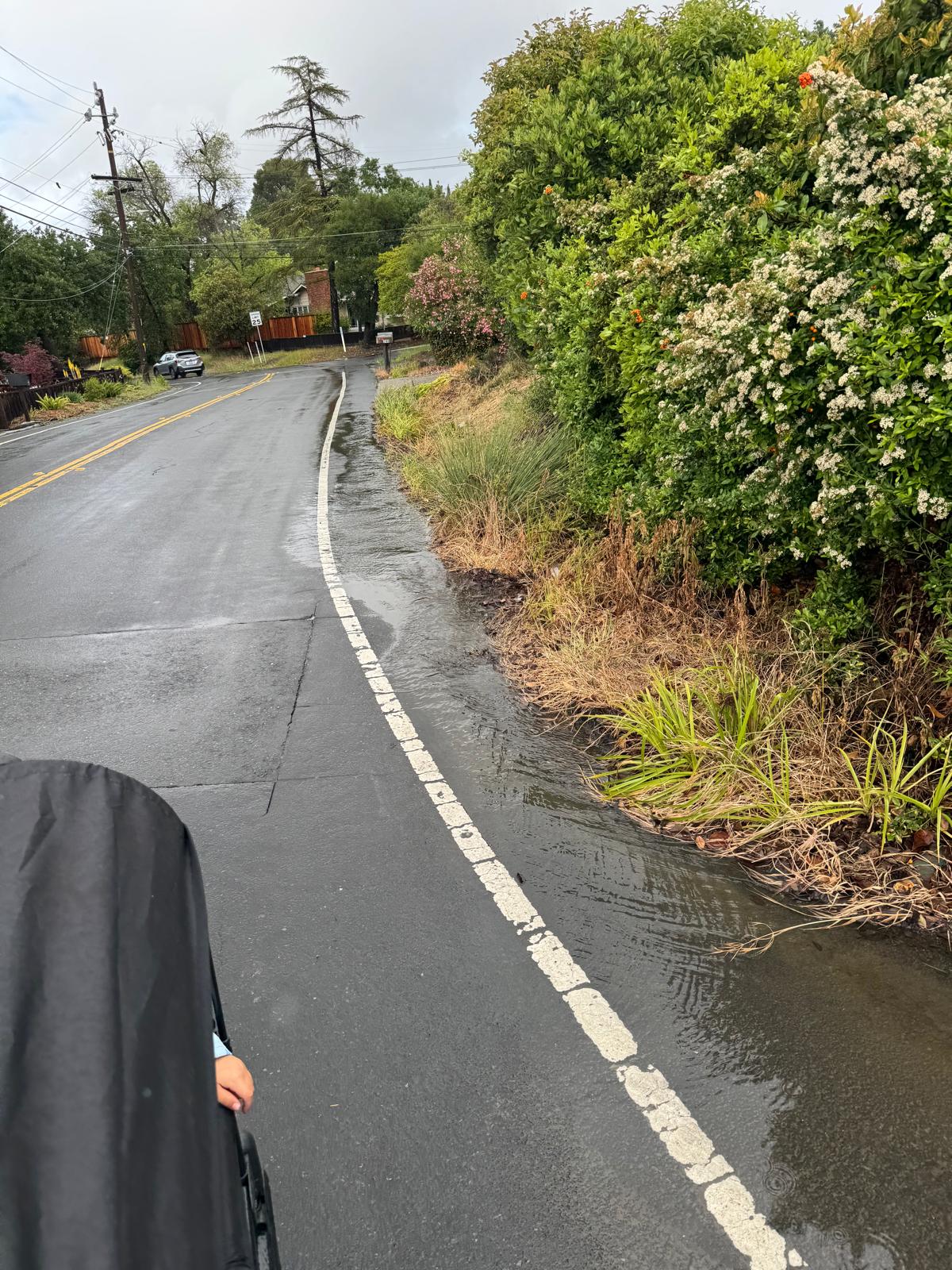 A residential street with no sidewalk — a white fog line at the pavement edge runs alongside overgrown shrubs, with a stroller visible at the edge of the road